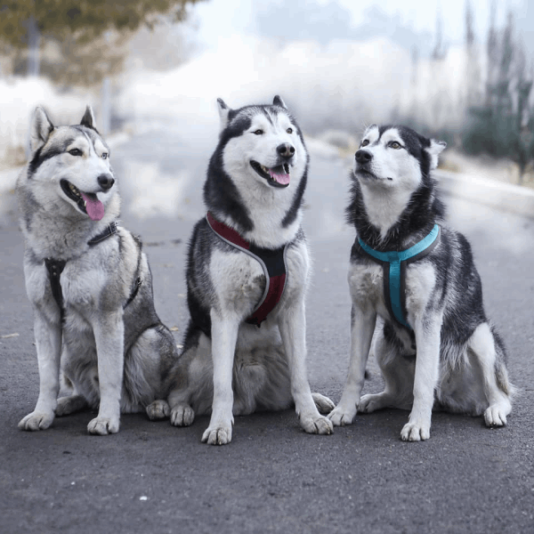 EXCLUSIVE TOURS 🐾 Huskvill – Meet Real Arctic Sled Dogs in Armenia