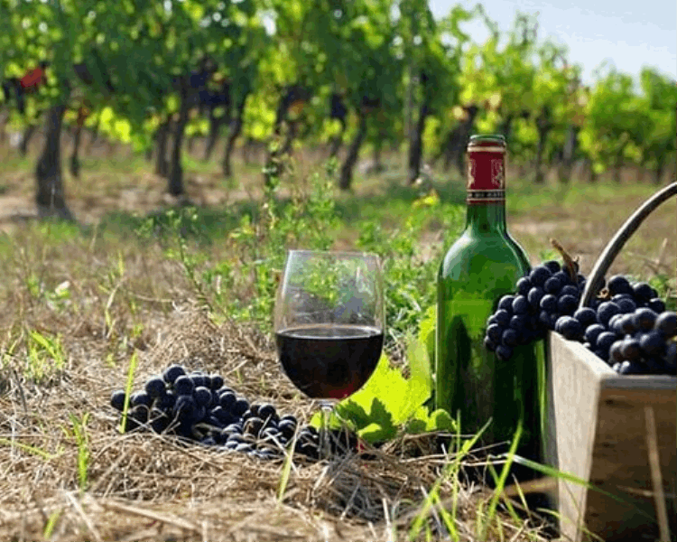 TOURS Armenian Wine Discovery Tour
8 Days / 7 Nights