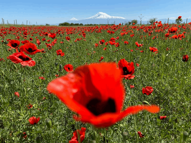 ЭКСКУРСИИ Rare Plants & Wildflower Expedition 9 Days / 8 Nights