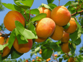 EXCLUSIVE TOURS - PLANTING AN APRICOT TREE
