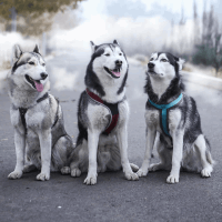 EXCLUSIVE TOURS - HUSKVILL