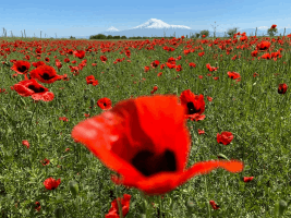 TOURS - Rare Plants & Wildflower Expedition  9 Days / 8 Nights 